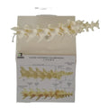 Animal  Advanced PVC Dog Lumbar Skeleton Bone Anatomical Model for Teaching