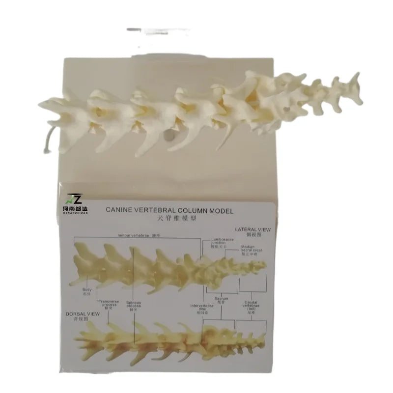 Animal  Advanced PVC Dog Lumbar Skeleton Bone Anatomical Model for Teaching