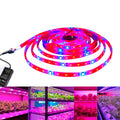 Manufacturers 5M 12V 5050 LED Strip Waterproof IP20/IP65 Red Blue 3:1 4:1 5:1 LED Grow Light for Garden Plant Lighting