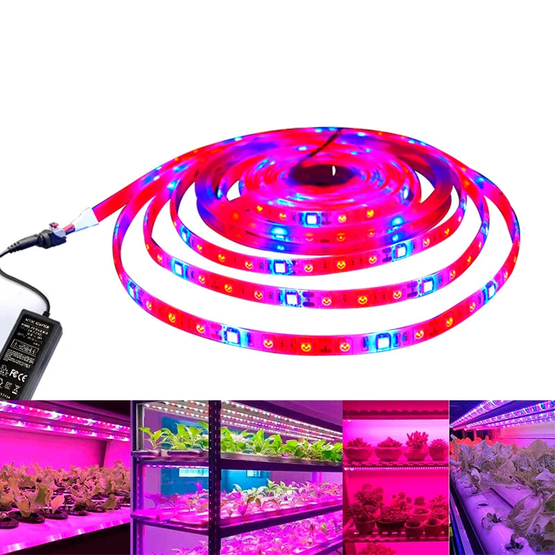 Manufacturers 5M 12V 5050 LED Strip Waterproof IP20/IP65 Red Blue 3:1 4:1 5:1 LED Grow Light for Garden Plant Lighting