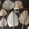 Q-1063 Natural Dried Palm Leaves Fan Flower for Home Decoration