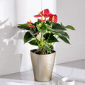 BRICE 5inch Durable Plastic Nursery White Flower Pot Hanging Beautiful Deck Planters Self Watering Flower Pots Artificial