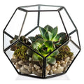Dropshipping  Glass Geometric Terrarium Pentagon Planter Regular Brass for Home Garden Succulent Fern Moss Air Plants