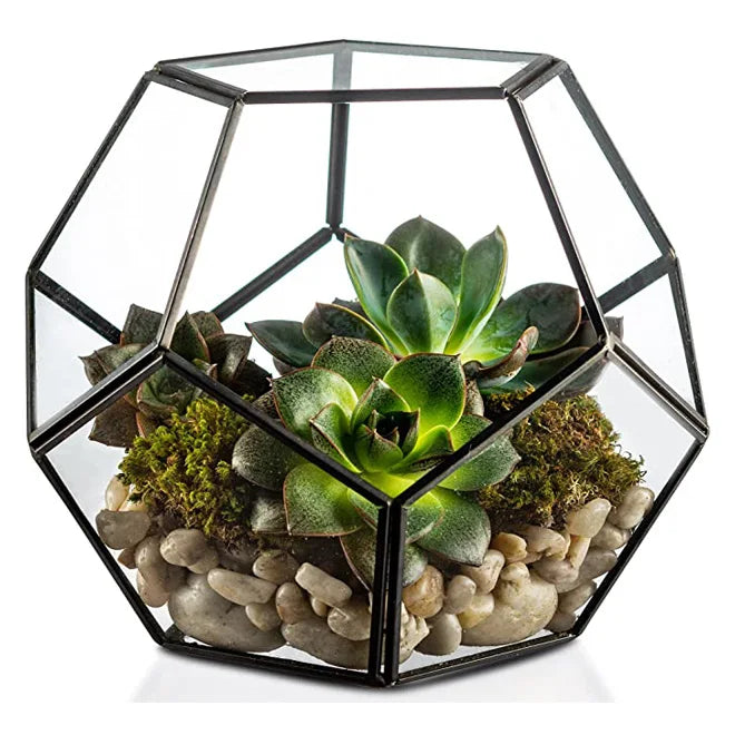 Dropshipping  Glass Geometric Terrarium Pentagon Planter Regular Brass for Home Garden Succulent Fern Moss Air Plants