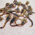 Quan Xie Bulk Natural Salted Dried Black Scorpion Buthus Martensii Karsch for Herb