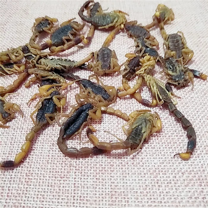 Quan Xie Bulk Natural Salted Dried Black Scorpion Buthus Martensii Karsch for Herb