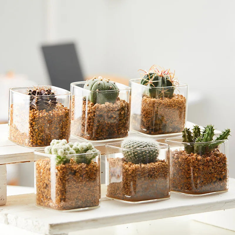 Small square  Glass Plant Pot Succulent Pots on the Desktop Plant Indoor Flower Container