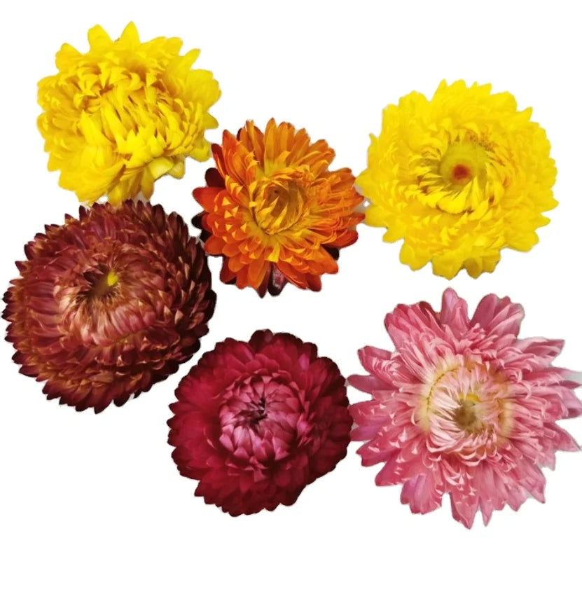 1KG Health Blooming Tea 100% Natural Pure Dried Golden Everlasting Strawflower Whole Flowers