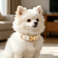 Custom Label Sherpa Dog Collar Luxury Design White Color Metal Buckle Teddy Fleece Sherpa Dog Collar for Pet Accessories