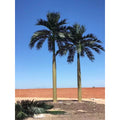 China Cheap Price Sale Large Indoor and Outdoor Decoration Landscaping Metal Fake Palm Trees Plastic Artificial Coconut Tree