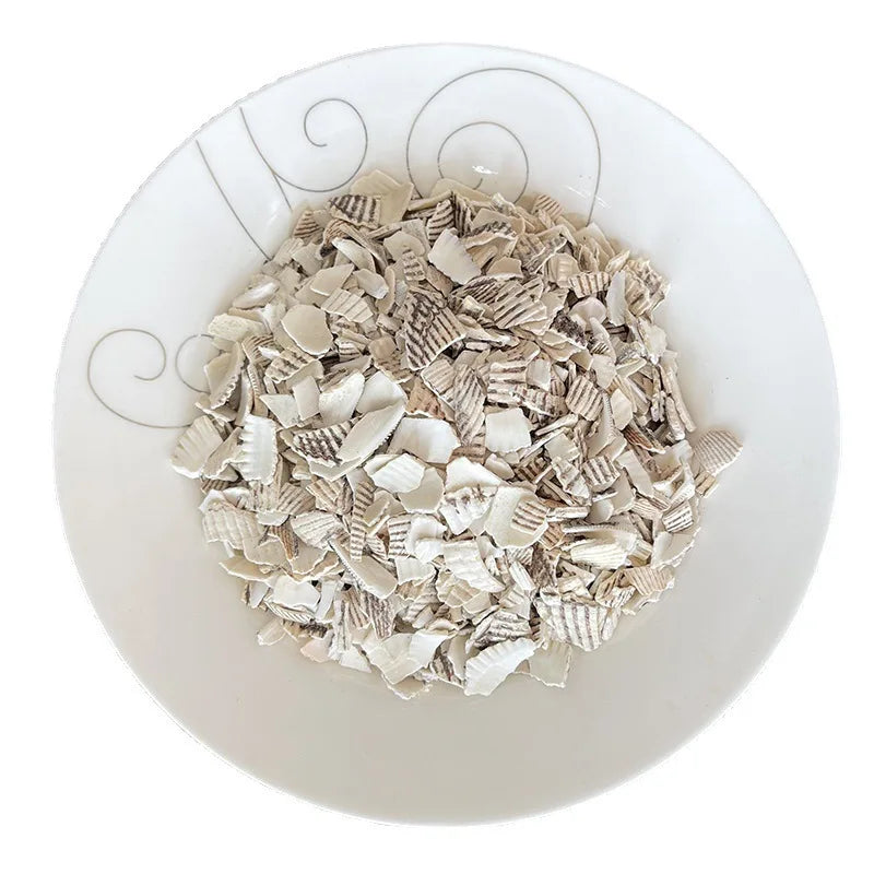 Ge Qiao Natural CONCHA MERETRICIS SEU CYCLINAE Meretrix Meretrix Whole Shell for Sale