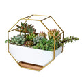 Dropshipping Modern Wall Planter Metal Wire Octagon Design Wall-Mounted Shelves With Ceramic Flower Pot Air Plant Container