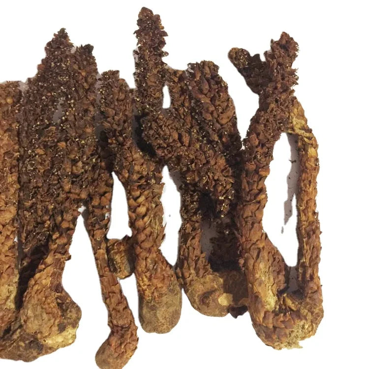 Cao Cong Rong Premium Herb Groundcones Fungus Russian Boschniakia for Sale