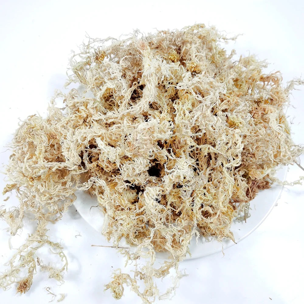150G MUSCHIO Brand Long Fibered Sphagnum Moss High Organic Matter (>85%) for Potting Sarracenia Pitcher Plants Carnivorous