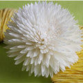 2020 Most Popular Organic Material Dried Sola Wood Flower for Reed Diffuser-Liviflo Valentine's Day MegaBDM