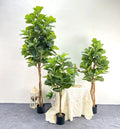 Large Artificial Fiddle Leaf Fig Tree with Plastic Trunk Eco-Friendly Waterproof 1.5m-2.1m Sizes Beautiful Big Leaf House Plants