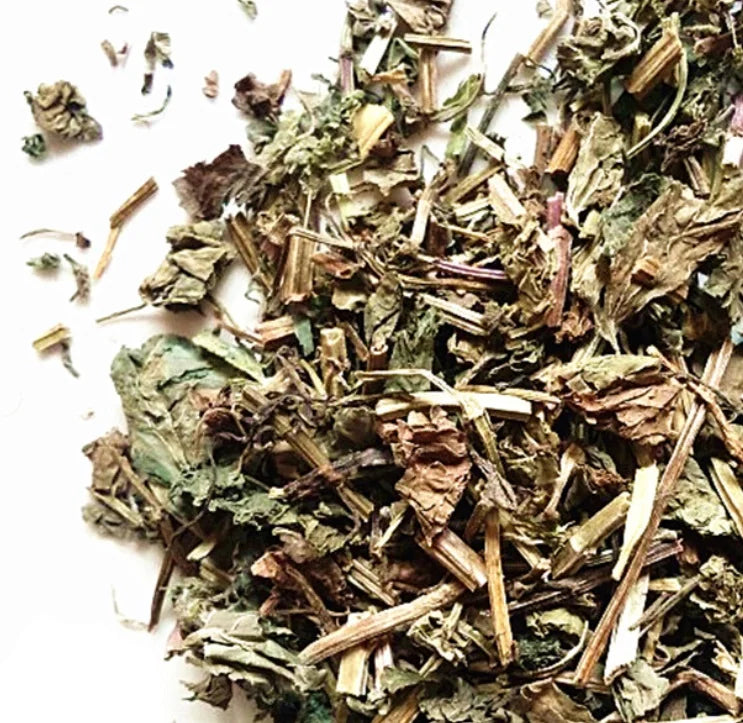 Dry Raw Herba Ajuga Premium Herb Whole Plants Slices Herba Ajugae for Sale