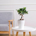 BRICE New Design Round Plastic Planter Flower Pot for Home & Garden Outdoor/Indoor Use Country Style 10 Year Lifetime
