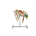 Beekeeping Equipment Apiculture Tools 60cm and 110cm Height Bee Anatomical Model