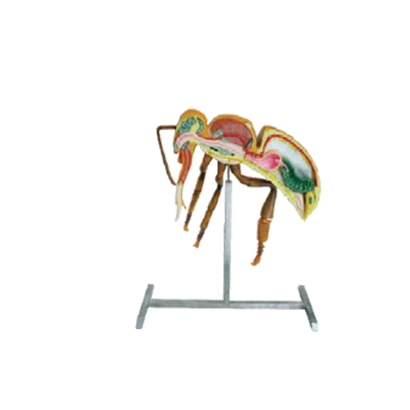 Beekeeping Equipment Apiculture Tools 60cm and 110cm Height Bee Anatomical Model