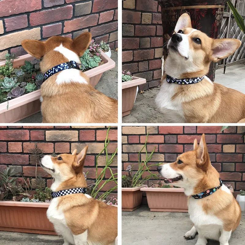 Pet Dog Collar Small and Medium Sized Dog Leash Dog Leash Pet Supplies MegaBDM