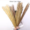 O-X0059 INS Hot Selling DIY Natrual Dried Flower Leaves Folium Cycas Sago Cycas Leaf Real Preserved Plant Palm Tree Leaves