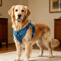Personalised Custom Heavy Duty Mesh Reflective No Pull Pet Safety Chest Harness for Small Medium Large Dogs