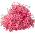 Hot Selling Long-Stem Pink Dry Preserved Gypsophila Baby Breath Flowers Real Touch Artificial Home Wedding Decor Graduation