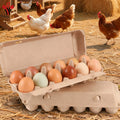 Free Samples Wholesale 12 Count Biodegradable Chicken Egg Tray Brown Egg Carton Box Recyclable 12 Holes Disposable Egg Crates