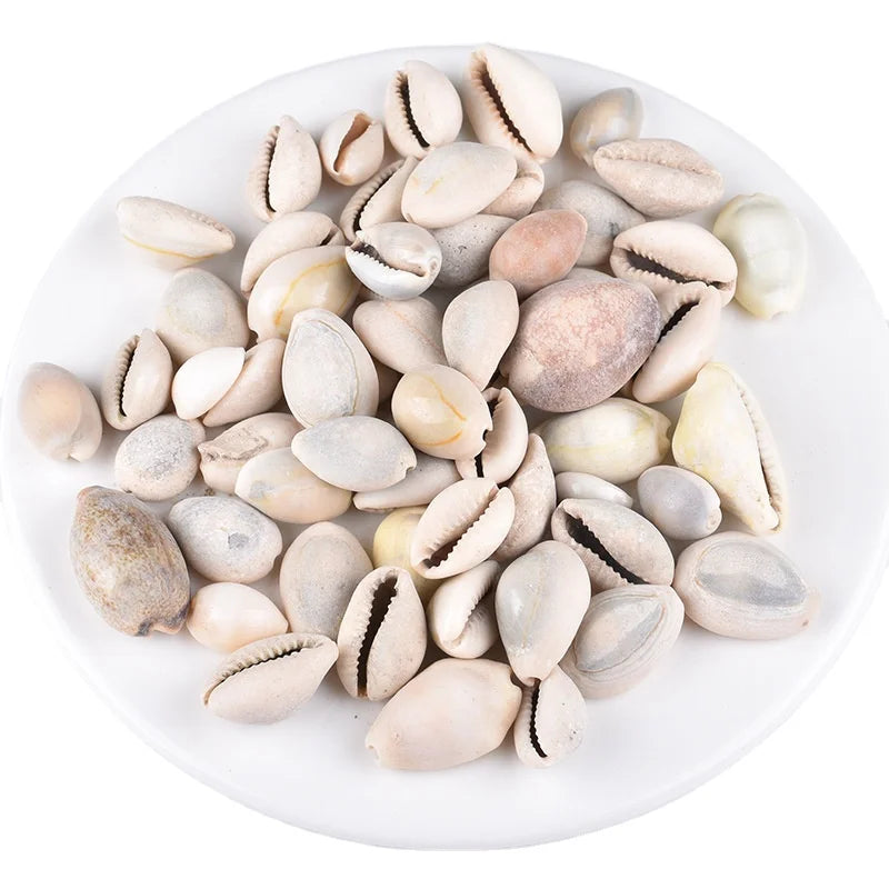 Bai Bei Chi Sea Shells Traditional Herb Wholesale Natural Whole Cowrie Shell for Sale