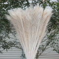 Cheap Sale White and Colorful Peacock Tail Feather for Carnival Dance and Performance Costumes Decoration