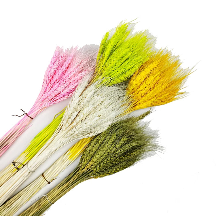 Decoration Real Plant Colorful Dry Flowers 50 Pcs Natural Dried Wheat Mother's Day & Valentine's Day Yunnan