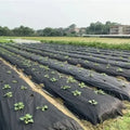 Agriculture Use Eco-Friendly Lightweight Degradable Breathable Fusible Plain Anti UV PP Spunbond Polypropylene Non Woven Fabric