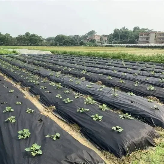 Agriculture Use Eco-Friendly Lightweight Degradable Breathable Fusible Plain Anti UV PP Spunbond Polypropylene Non Woven Fabric