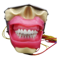 Dental Tooth Extraction Practice Model Anesthesia Dental Model Soft Gum with Buzzer