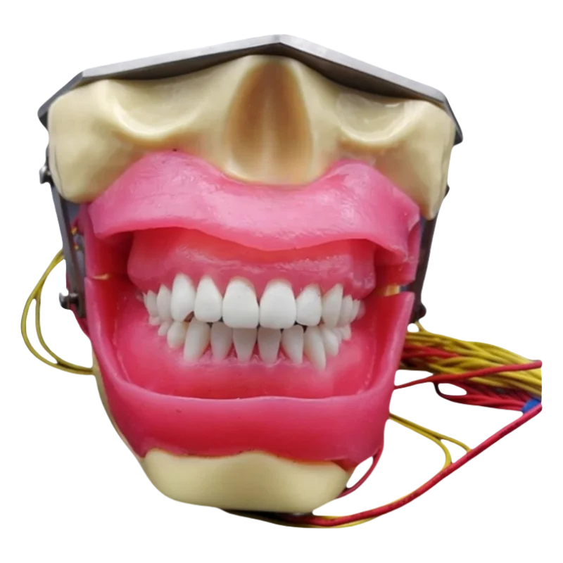 Dental Tooth Extraction Practice Model Anesthesia Dental Model Soft Gum with Buzzer