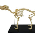 Hot Sale Advanced PVC Animal Skeletons Dog Skeleton Model for Teaching