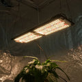 Shenzhen Kingbrite 240W Board LED Grow Light Samsung LM301H Mix 660nm UV IR Seperate Control System