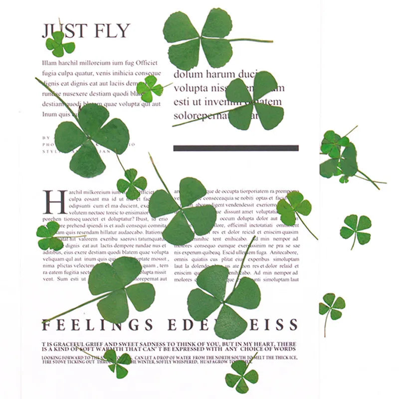 R458 Dried Four Leaf Clover for Resin Pressed 4 Leaf Clover Real Dried Pressed Flowers