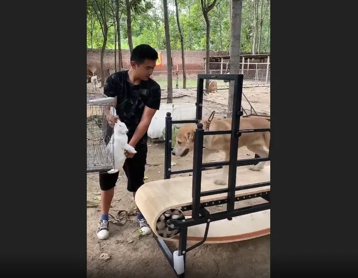 China Factory Dog Treadmill Running Walking Machine Pets Customized  logo  Dog Treadmill for  Large Dogs
