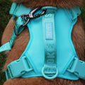 Custom Color New Designer Fashion Sport Dog Harness Soft Breathable Mesh Simple Nylon Dog Leash and Harness