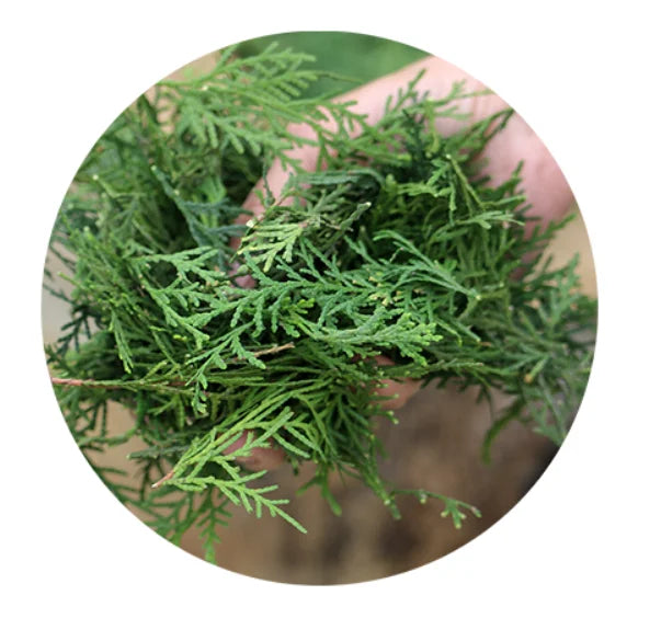 Ce Bai Ye Natural Raw Green 100% Pure Platycladus Orientalis Dried Leaves Cuts for Sale