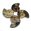 Wholesale High Quality Natural Ammonite Fossil Mineral Specimen Slice Snail Crystal Conch Fossil for Home Decoration