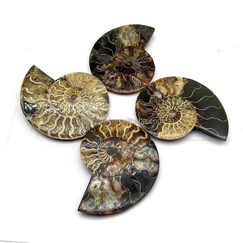 Wholesale High Quality Natural Ammonite Fossil Mineral Specimen Slice Snail Crystal Conch Fossil for Home Decoration