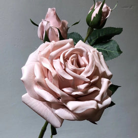 O-X365 Cheap Wholesale Real Touch Moisturized Single Stem Rose Artificial Flower Latex Rose for Wedding Home Decoration