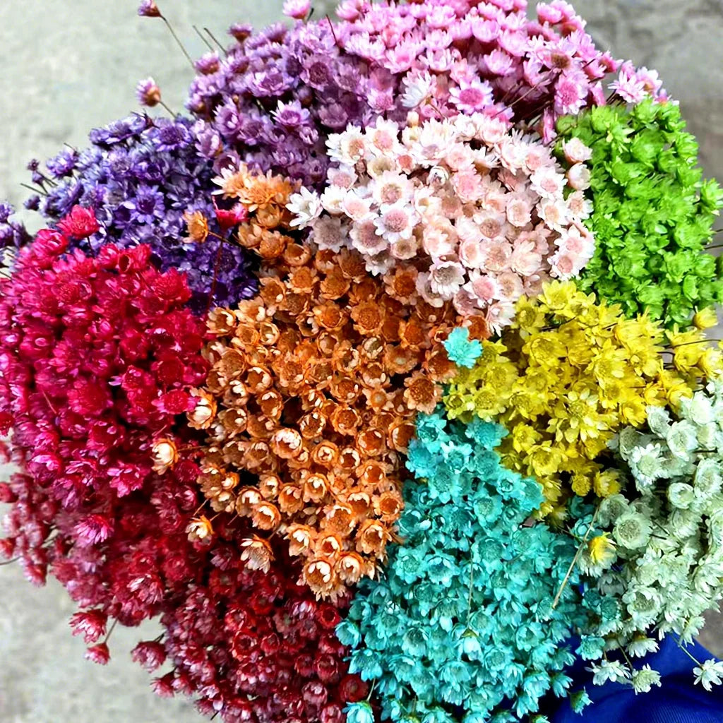 12-20" Tall Wholesale Preserved Dried Colourful Little Star Daisy Flower-Mother's Day Valentine's Day Christmas Preservation