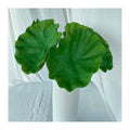 Single Pu Lotus Leaf Plant  Dekoration Plant