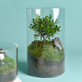 Modern Micro Landscape Borosilicate Flower Vase Eco-Friendly Desk Topper Terrarium Office Moss Vases Ecological Bottle Plant MegaBDM