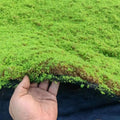 Ecofriendly Natural Faux Moss Wall Panel for Home Office Decor Artificial Moss Wall Art