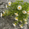 5-branch Water Grass Sunflower Cheap Wholesale Artificial Flowers  Dekoration